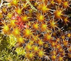 Attēlu rezultāti vaicājumam “Pottiales”