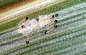 Attēlu rezultāti vaicājumam “Euura brevicornis larva”