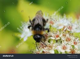 Attēlu rezultāti vaicājumam “Psithyrus sylvestris”