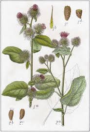 Attēlu rezultāti vaicājumam “Arctium”