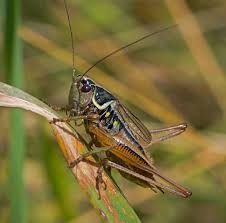 Attēlu rezultāti vaicājumam “Metrioptera roeselii”