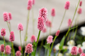 Attēlu rezultāti vaicājumam “Bistorta major flower”