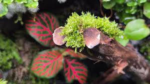 Attēlu rezultāti vaicājumam “Tritomaria exsectiformis cells”