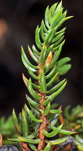 Attēlu rezultāti vaicājumam “Juniperus communis leaf”