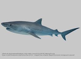 Image result for Carcharhinus plumbeus