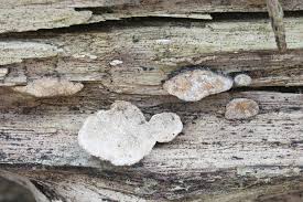 Attēlu rezultāti vaicājumam “Perenniporia subacida”