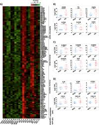Attēlu rezultāti vaicājumam “Diderma simplex macro”