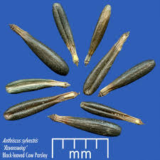 Attēlu rezultāti vaicājumam “Lathyrus sylvestris bud”