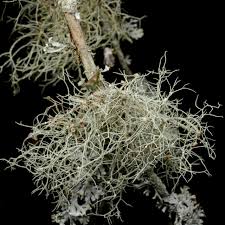 Attēlu rezultāti vaicājumam “Biatoropsis usnearum”