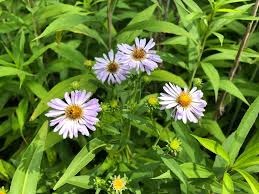 Attēlu rezultāti vaicājumam “Symphyotrichum x salignum flower”
