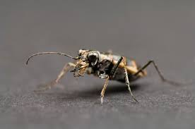 Attēlu rezultāti vaicājumam “Cicindela sylvatica imago”