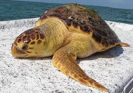 Image result for Caretta caretta