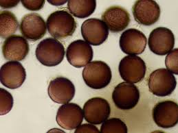 Attēlu rezultāti vaicājumam “Lamproderma pseudomaculatum”