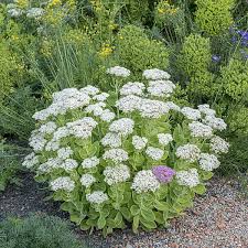 Attēlu rezultāti vaicājumam “Sedum aizoon fruit”