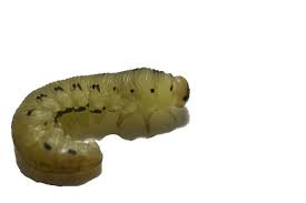 Attēlu rezultāti vaicājumam “Diprion pini female”