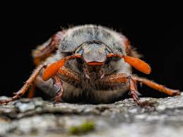 Attēlu rezultāti vaicājumam “Melolontha melolontha imago”