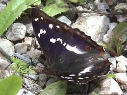 Attēlu rezultāti vaicājumam “Apatura iris female”