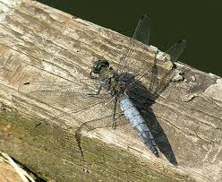 Attēlu rezultāti vaicājumam “Orthetrum cancellatum male”
