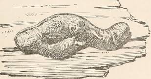 Attēlu rezultāti vaicājumam “Liceaceae”