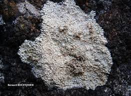 Attēlu rezultāti vaicājumam “Pertusaria coccodes”