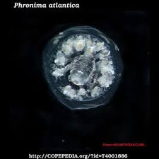 Attēlu rezultāti vaicājumam “Phronia sp.”