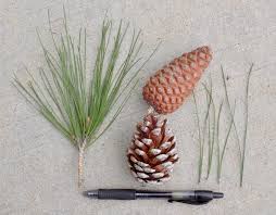 Attēlu rezultāti vaicājumam “Pinus”