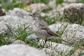 Image result for Anthus spinoletta