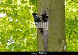 Attēlu rezultāti vaicājumam “Dryocopus martius adult”