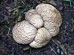Attēlu rezultāti vaicājumam “Calvatia excipuliformis”