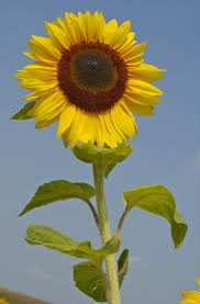 Attēlu rezultāti vaicājumam “Helianthus annuus”
