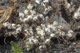 Attēlu rezultāti vaicājumam “Melanospora lagenaria”