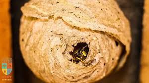 Image result for East Kilbride Wasps