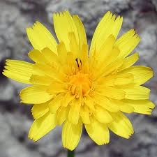 Attēlu rezultāti vaicājumam “Hypochaeris radicata”