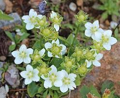 Attēlu rezultāti vaicājumam “Parnassia palustris fruit”