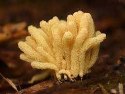 Attēlu rezultāti vaicājumam “Arcyria helvetica macro”