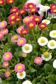 Image result for Bellis perennis