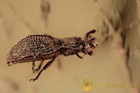 Attēlu rezultāti vaicājumam “Zopheridae”