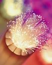 DSM - DSM Functional Materials - Fiber Optic Materials
