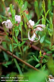 Attēlu rezultāti vaicājumam “Oxycoccus flower”