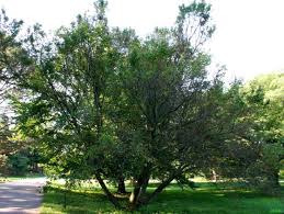Attēlu rezultāti vaicājumam “Carpinus caroliniana”