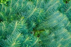 Attēlu rezultāti vaicājumam “Euphorbia cyparissias”