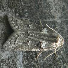 Attēlu rezultāti vaicājumam “Zophodia grossulariella”