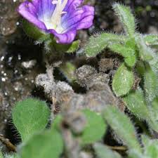 Image result for Campanula affinis