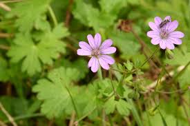 Attēlu rezultāti vaicājumam “Geranium molle”
