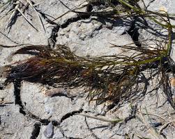 Attēlu rezultāti vaicājumam “Ceratophyllum submersum leaf”