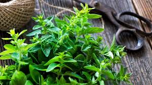 Image result for Majoran