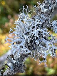 Attēlu rezultāti vaicājumam “Fuligo licentii”