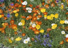 Image result for Papaver nudicaule