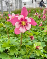 Image result for Aquilegia