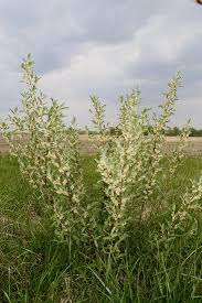 Attēlu rezultāti vaicājumam “Enteridium olivaceum macro”